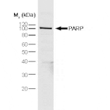 Flow Cytometry - Anti-PARP1 Antibody [A6.4.12] (A279609) - Antibodies.com