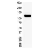 Western Blot - Anti-PARP1 Antibody [A6.4.12] (A279609) - Antibodies.com