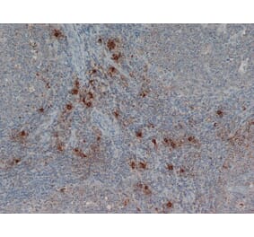 Flow Cytometry - Anti-Mast Cell Tryptase Antibody [AA1] (A279617) - Antibodies.com