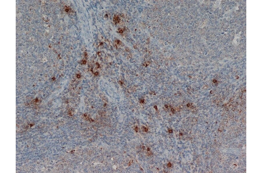 Flow Cytometry - Anti-Mast Cell Tryptase Antibody [AA1] (A279617) - Antibodies.com