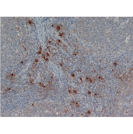 Flow Cytometry - Anti-Mast Cell Tryptase Antibody [AA1] (A279617) - Antibodies.com