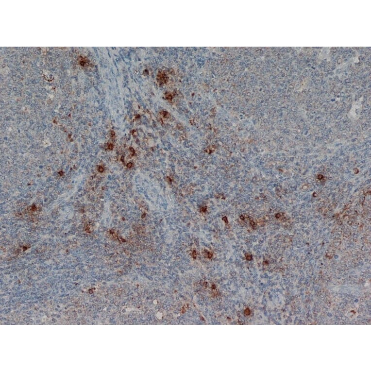Flow Cytometry - Anti-Mast Cell Tryptase Antibody [AA1] (A279617) - Antibodies.com