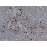 Flow Cytometry - Anti-Mast Cell Tryptase Antibody [AA1] (A279617) - Antibodies.com