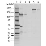 Western Blot - Anti-C3 Antibody [AB01-3B4] (A279621) - Antibodies.com