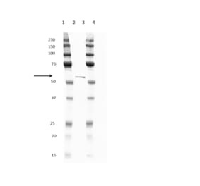 Western Blot - Anti-His Tag Antibody [ABD2.2.20] (HRP) (A279628) - Antibodies.com