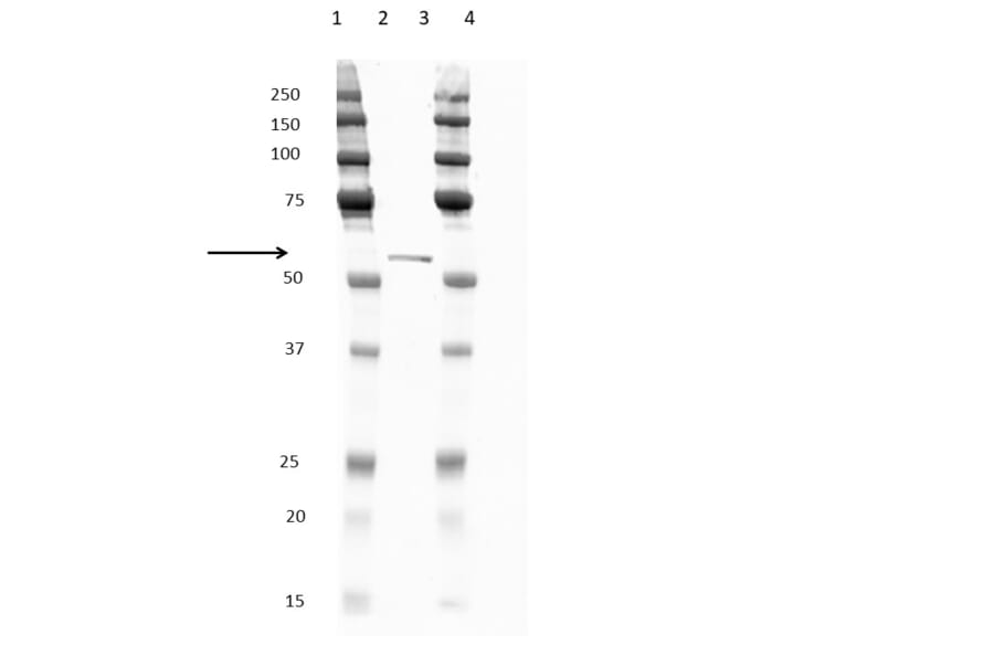 Western Blot - Anti-His Tag Antibody [ABD2.2.20] (HRP) (A279628) - Antibodies.com