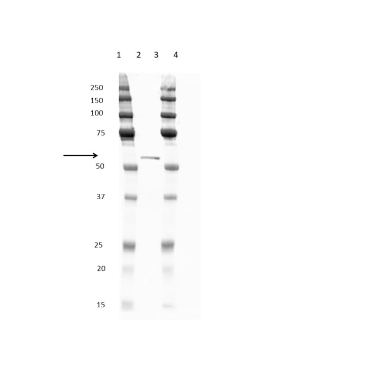 Western Blot - Anti-His Tag Antibody [ABD2.2.20] (HRP) (A279628) - Antibodies.com