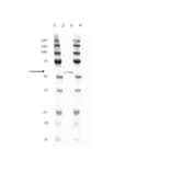 Western Blot - Anti-His Tag Antibody [ABD2.2.20] (HRP) (A279628) - Antibodies.com