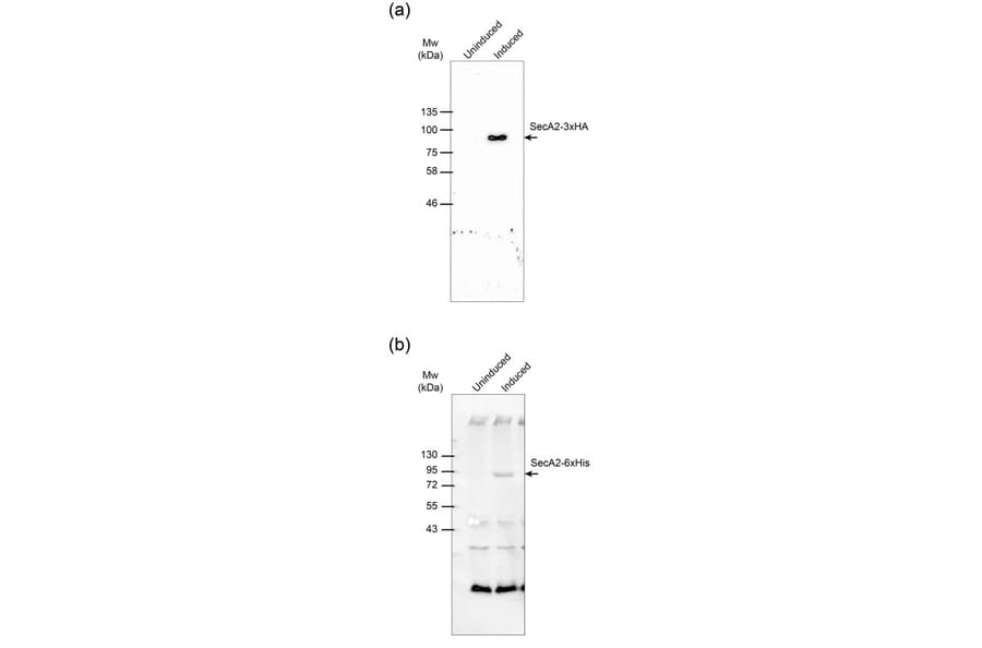 Western Blot - Anti-His Tag Antibody [ABD2.2.20] (HRP) (A279628) - Antibodies.com