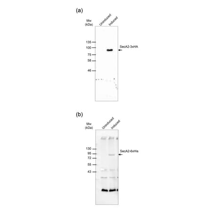 Western Blot - Anti-His Tag Antibody [ABD2.2.20] (HRP) (A279628) - Antibodies.com