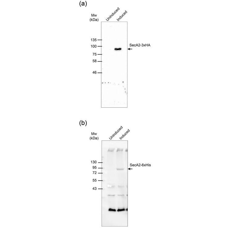 Western Blot - Anti-His Tag Antibody [ABD2.2.20] (HRP) (A279628) - Antibodies.com