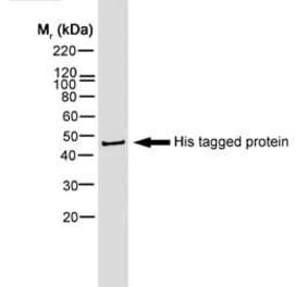 Western Blot - Anti-His Tag Antibody [AD1.1.10] (Biotin) (A279639) - Antibodies.com