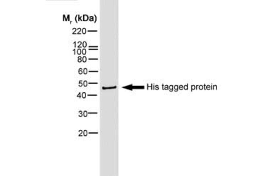 Western Blot - Anti-His Tag Antibody [AD1.1.10] (Biotin) (A279639) - Antibodies.com
