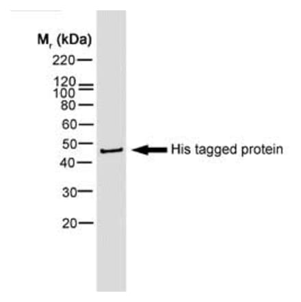 Western Blot - Anti-His Tag Antibody [AD1.1.10] (Biotin) (A279639) - Antibodies.com
