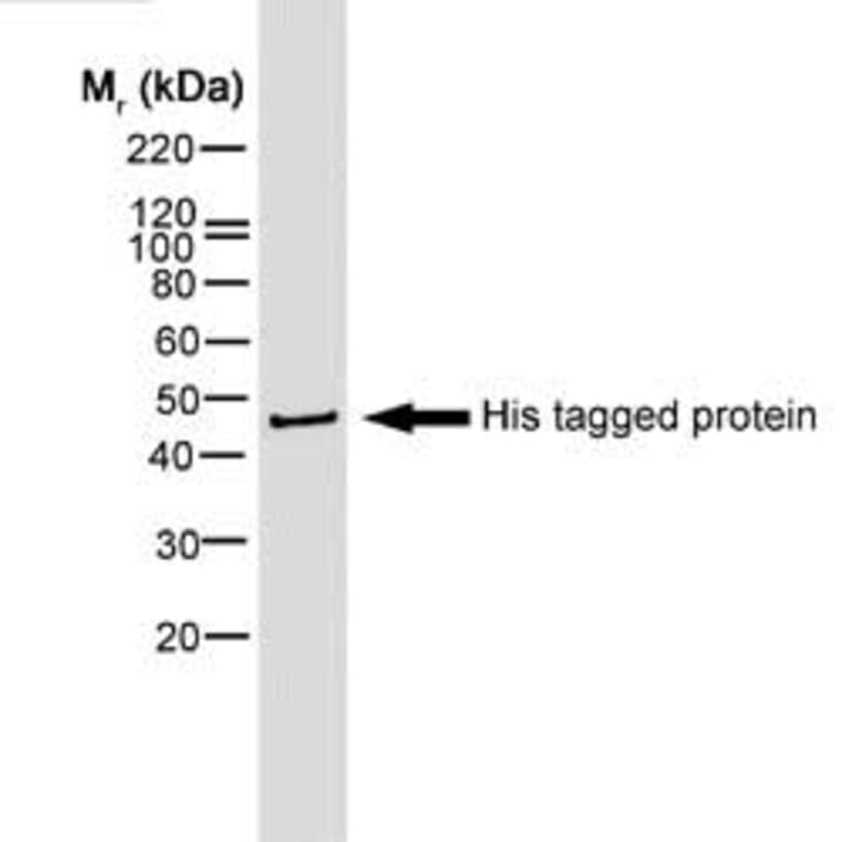 Western Blot - Anti-His Tag Antibody [AD1.1.10] (Biotin) (A279639) - Antibodies.com