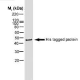 Western Blot - Anti-His Tag Antibody [AD1.1.10] (Biotin) (A279639) - Antibodies.com