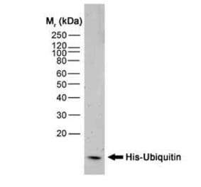 Western Blot - Anti-His Tag Antibody [AD1.1.10] (A279642) - Antibodies.com