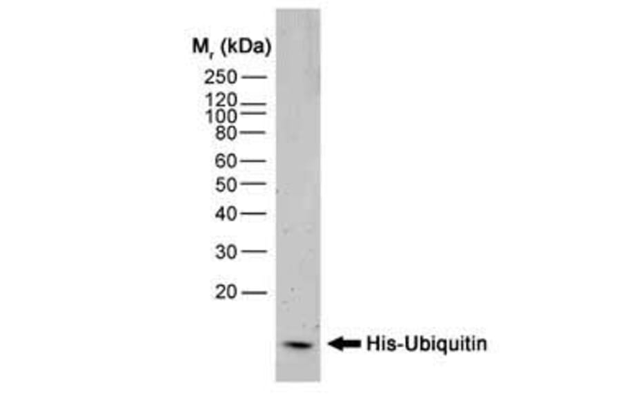 Western Blot - Anti-His Tag Antibody [AD1.1.10] (A279642) - Antibodies.com
