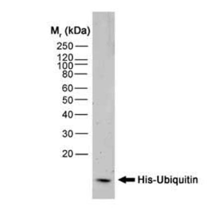 Western Blot - Anti-His Tag Antibody [AD1.1.10] (A279642) - Antibodies.com