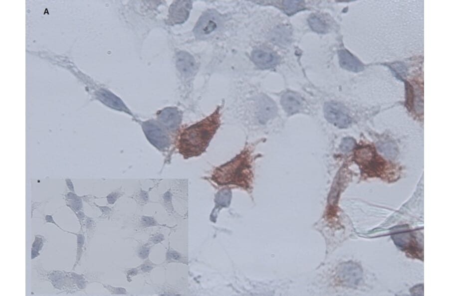 Immunocytochemistry - Anti-CD34 Antibody [AV138] (A279715) - Antibodies.com