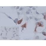 Immunocytochemistry - Anti-CD34 Antibody [AV138] (A279715) - Antibodies.com