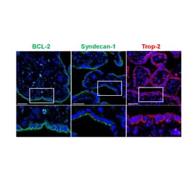 Immunofluorescence - Anti-Syndecan-1 Antibody [B-A38] (A279775) - Antibodies.com