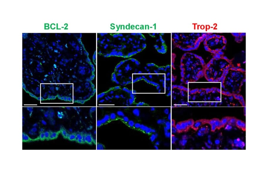 Immunofluorescence - Anti-Syndecan-1 Antibody [B-A38] (A279775) - Antibodies.com