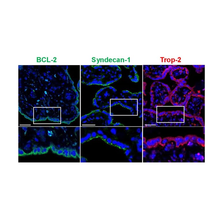 Immunofluorescence - Anti-Syndecan-1 Antibody [B-A38] (A279775) - Antibodies.com