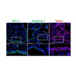 Immunofluorescence - Anti-Syndecan-1 Antibody [B-A38] (A279775) - Antibodies.com