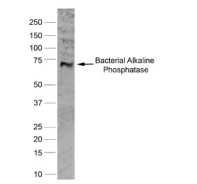 Western Blot - Anti-Alkaline Phosphatase Antibody [BGN/03/662] (A279818) - Antibodies.com