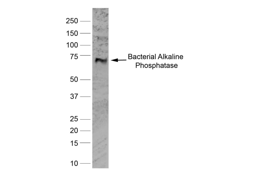 Western Blot - Anti-Alkaline Phosphatase Antibody [BGN/03/662] (A279818) - Antibodies.com