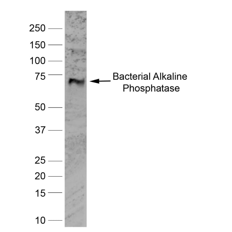 Western Blot - Anti-Alkaline Phosphatase Antibody [BGN/03/662] (A279818) - Antibodies.com