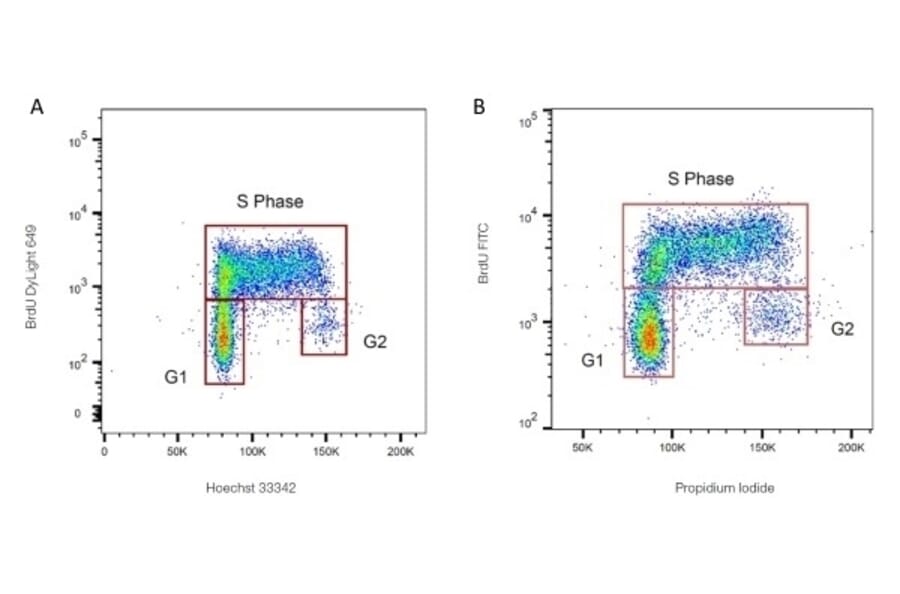 Flow Cytometry - Anti-BrdU Antibody [Bu20a] (A279885) - Antibodies.com
