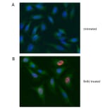 Flow Cytometry - Anti-BrdU Antibody [Bu20a] (A279885) - Antibodies.com