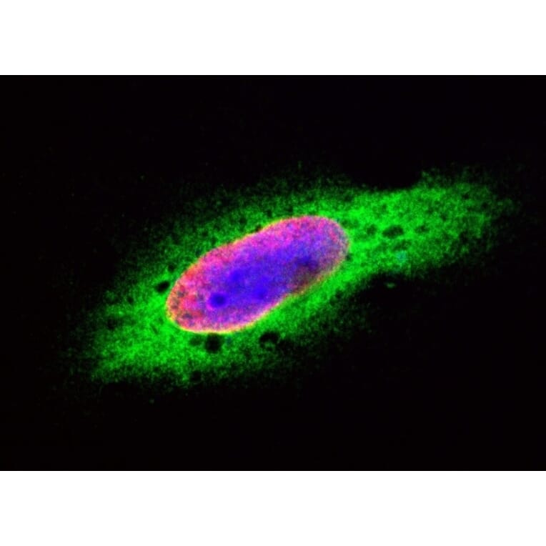 Flow Cytometry - Anti-BrdU Antibody [Bu20a] (A279885) - Antibodies.com