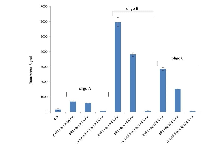 Cross-Reactivity - Anti-BrdU Antibody [Bu20a] (A279885) - Antibodies.com