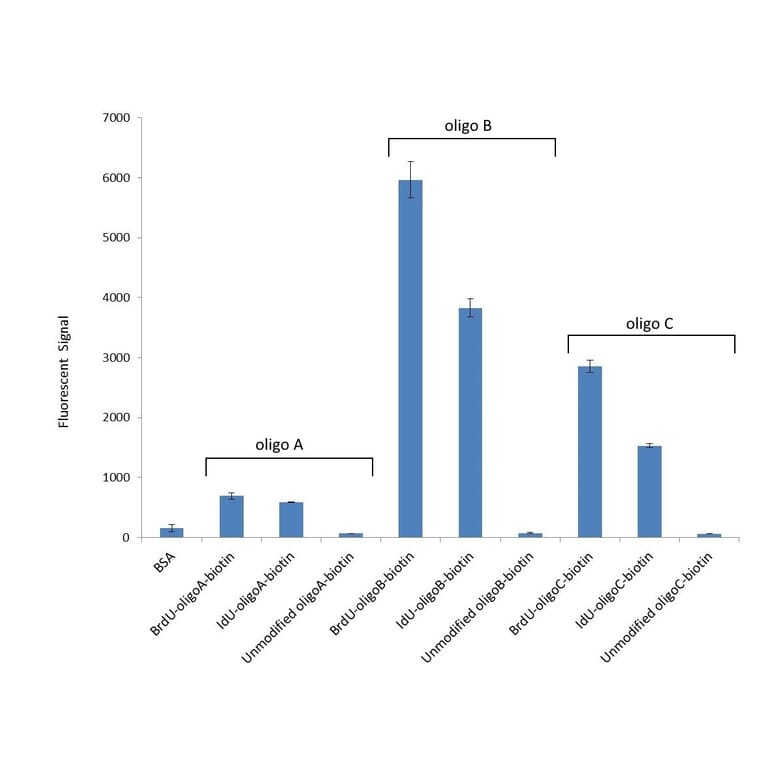 Cross-Reactivity - Anti-BrdU Antibody [Bu20a] (A279885) - Antibodies.com