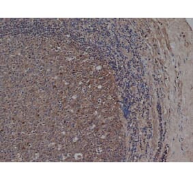 Flow Cytometry - Anti-CD72 Antibody [Bu40] (A279892) - Antibodies.com