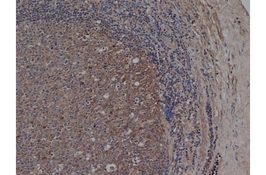 Flow Cytometry - Anti-CD72 Antibody [Bu40] (A279892) - Antibodies.com