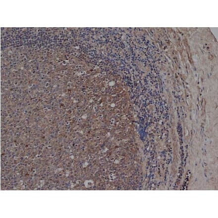 Flow Cytometry - Anti-CD72 Antibody [Bu40] (A279892) - Antibodies.com