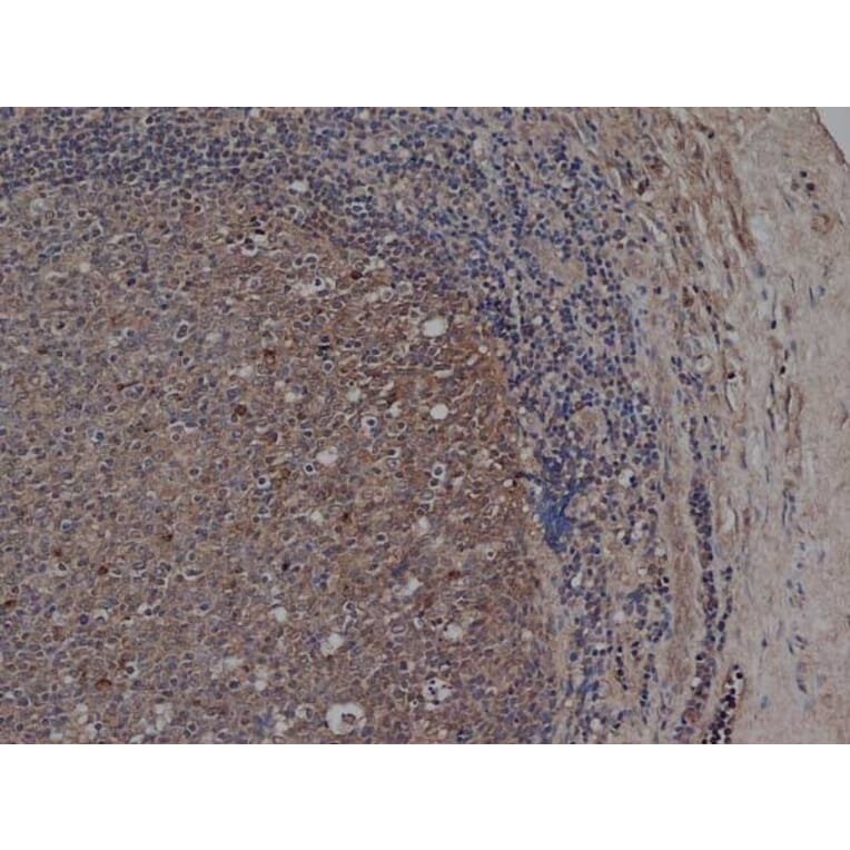 Flow Cytometry - Anti-CD72 Antibody [Bu40] (A279892) - Antibodies.com