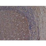 Flow Cytometry - Anti-CD72 Antibody [Bu40] (A279892) - Antibodies.com
