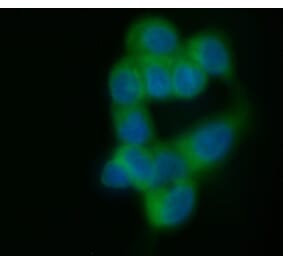 Immunofluorescence  - Anti-MUC1 Antibody [C595 (NCRC48)] (FITC) (A279959) - Antibodies.com