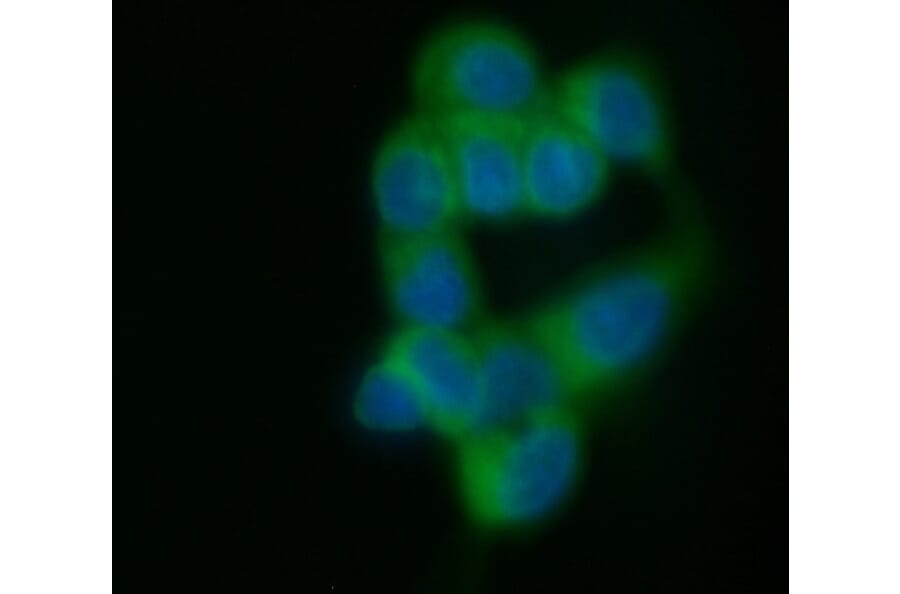 Immunofluorescence  - Anti-MUC1 Antibody [C595 (NCRC48)] (FITC) (A279959) - Antibodies.com