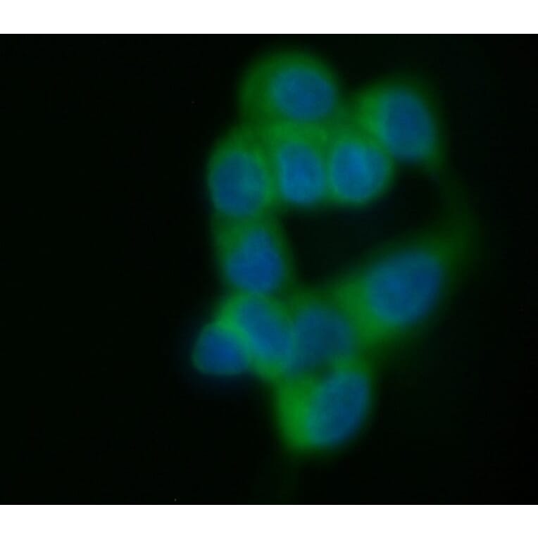 Immunofluorescence  - Anti-MUC1 Antibody [C595 (NCRC48)] (FITC) (A279959) - Antibodies.com