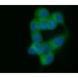 Immunofluorescence  - Anti-MUC1 Antibody [C595 (NCRC48)] (FITC) (A279959) - Antibodies.com