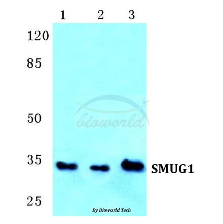 Anti-SMUG1 Antibody from Bioworld Technology (BS5753) - Antibodies.com