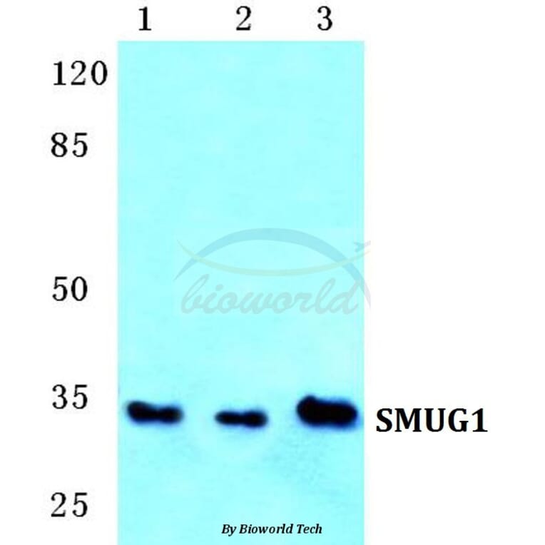 Anti-SMUG1 Antibody from Bioworld Technology (BS5753) - Antibodies.com