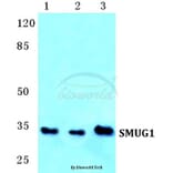 Anti-SMUG1 Antibody from Bioworld Technology (BS5753) - Antibodies.com