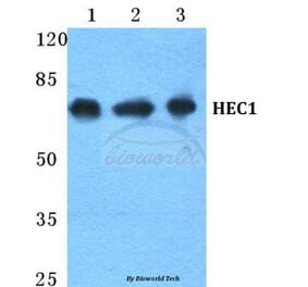 Anti-HEC1 Antibody from Bioworld Technology (BS5755) - Antibodies.com